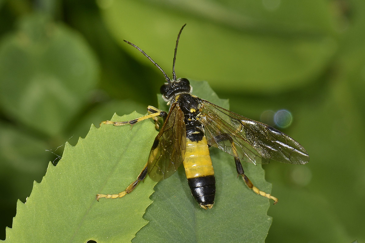 Tenthredinidae N 6: Tenthredo maculata